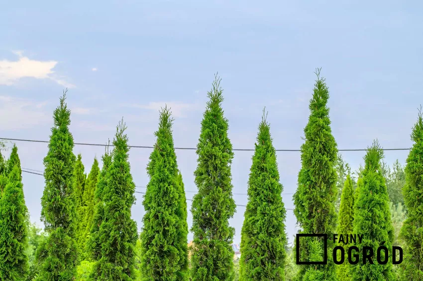 Jesienne podlewanie i ściółkowanie skutecznie chronią tuje przed brązowieniem Wysokie tuje przy ogrodzeniu