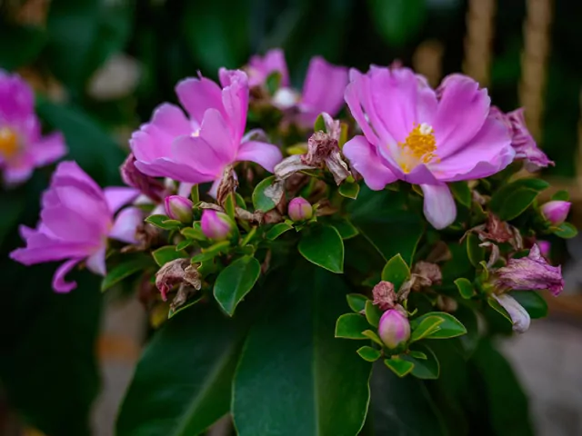 Pereskia grandifolia: uprawa i pielęgnacja