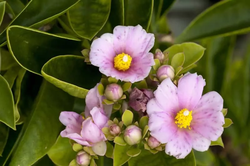 Ciekawy sukulent - Pereskia grandifolia