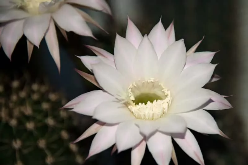 Sukulent dla wytrwałych - Selenicereus wielkokwiatowy