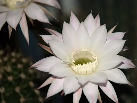 Selenicereus wielkokwiatowy w doniczce: pielęgnacja