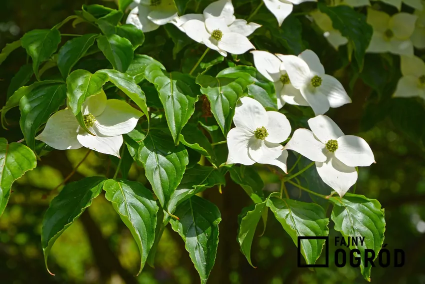 Dereń kousa - uprawa, pielęgnacja, cięcie