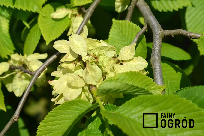 Liście i kwiaty wiązu Turkiestanu są bardzo atrakcyjne, dlatego dobrze wyglądają w każdym ogrodzie, zwłaszcza jeśli rośliny tworzą gęsty żywopłot.