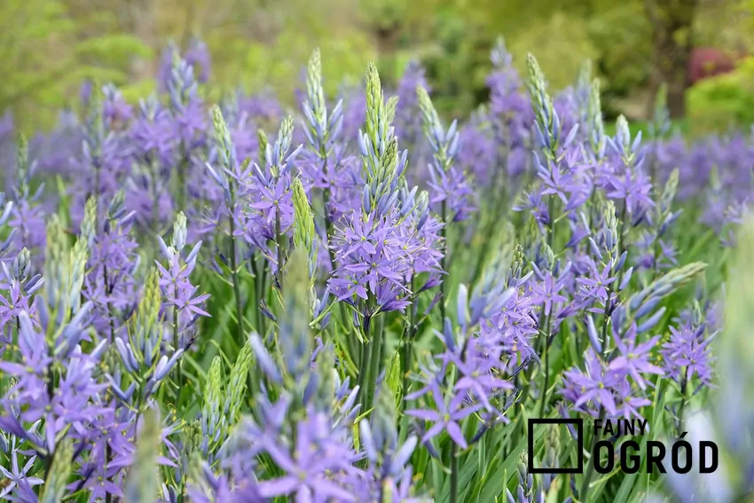 Kamasja w dużej ilości w ogrodzie