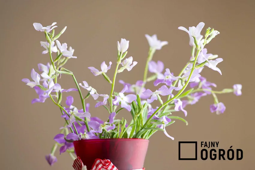 Lewkonia letnia, czyli maciejka, to jeden z najpiękniejszych kwiatów w ogrodzie. Uprawa lewkonii i jej podlewanie nie zajmują zbyt wiele czasu.