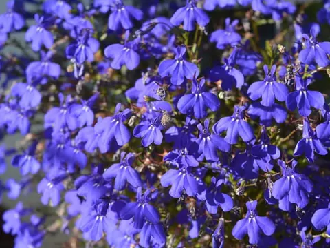 Lobelia przylądkowa: wysiew i pielęgnacja