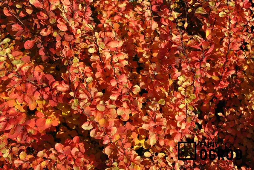 Berberys czerwony, czyli berberys o czerwonych kwiatach wspaniale wygląda w ogrodzie i na każdej rabacie robi wrażlenie, warto więc go posadzić. Berberys czerwony