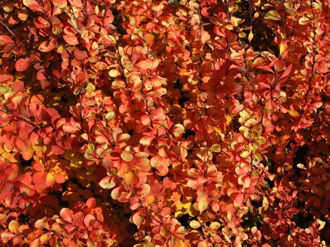 Berberys czerwony: sadzenie i pielęgnacja