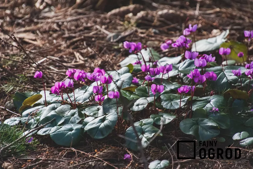 Cyklameny pojawiające si w nowych miejscach w ogrodzie mogą być rozsiane przez mrówki
