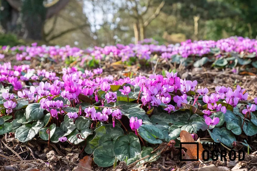 Z czasem cyklamen dyskowatry tworzy w ogrodzie gęste kwiatowe dywany