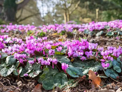 Cyklamen dyskowaty w ogrodzie