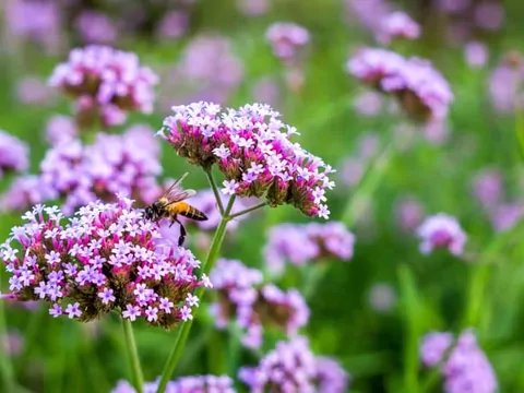 Werbena pospolita - zastosowanie