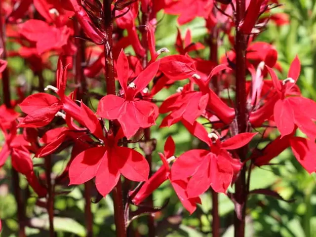 Lobelia cardinalis: uprawa w akwarium