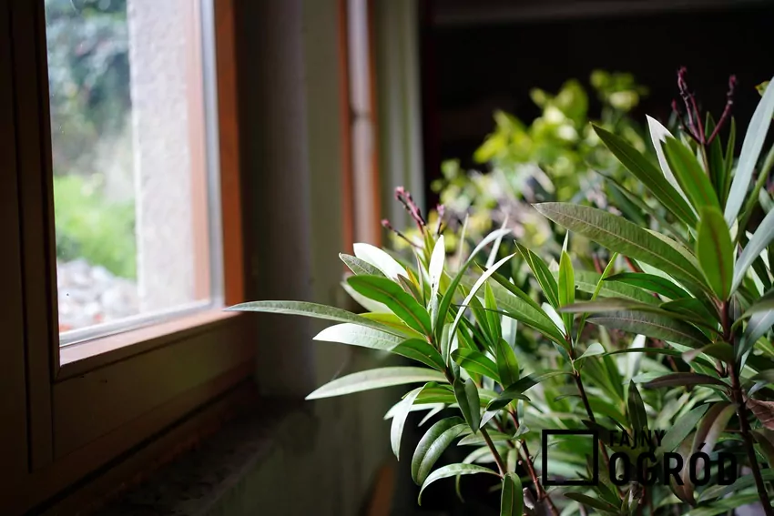 Zimowa kwatera oleandra nie może być zbyt ciepła