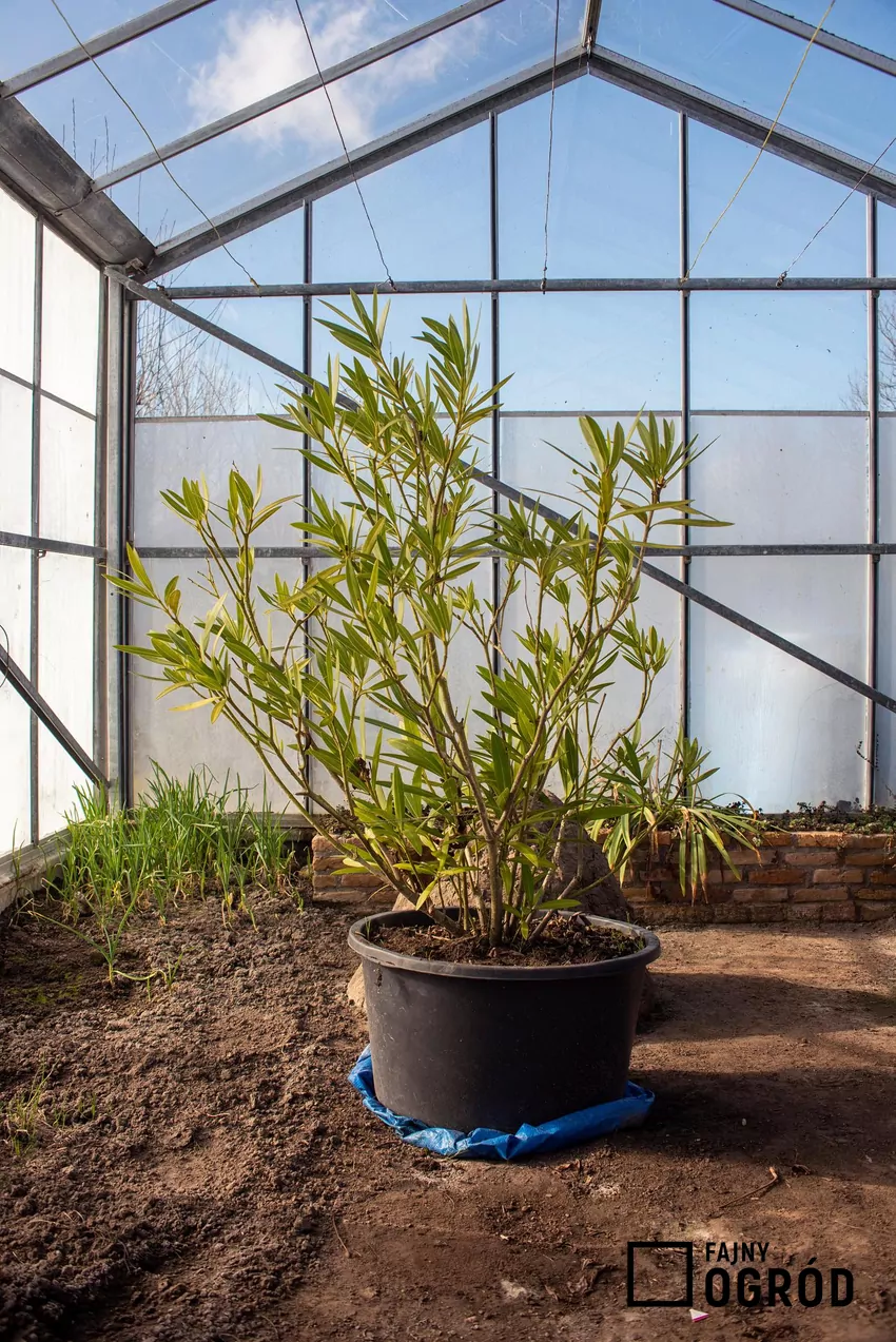 Kwatera zimowa dla oleandra musi być chłodna, jasna i dobrze wietrzona