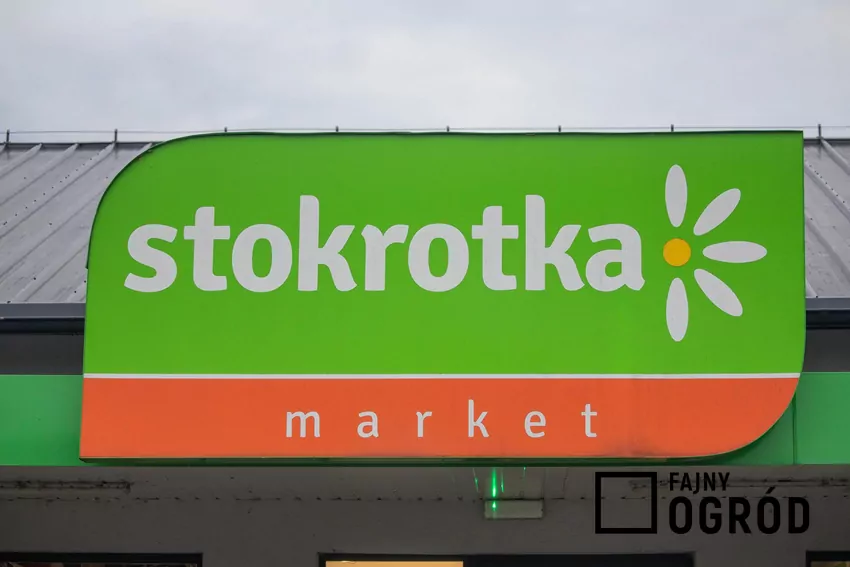 Stokrotka