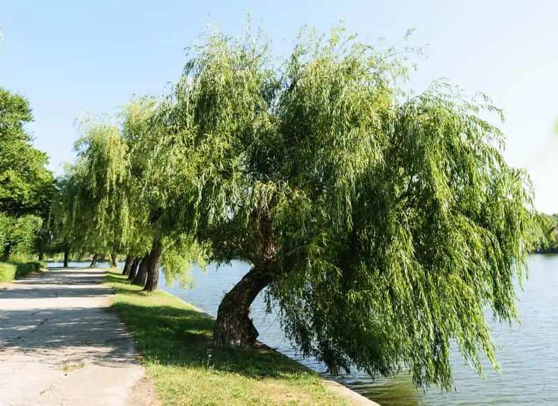 Wierzba płacząca nad wodą