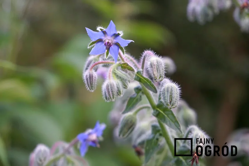 Ogórecznik lekarski Ogórecznik lekarski to roślina o bardzo atrakcyjnych kwiatach i liściach. Ma bardzo duże właściwości lecznicze i bardzo szerokie zastosowanie.