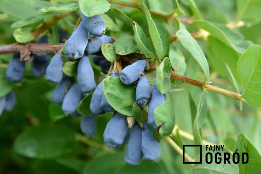 Jagoda kamczacka z owocami na krzewie