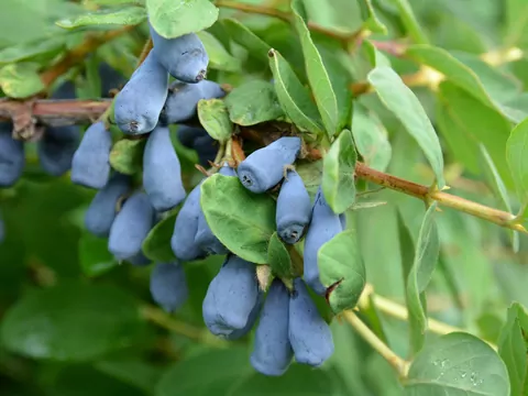 Jagoda kamczacka: odmiany i uprawa