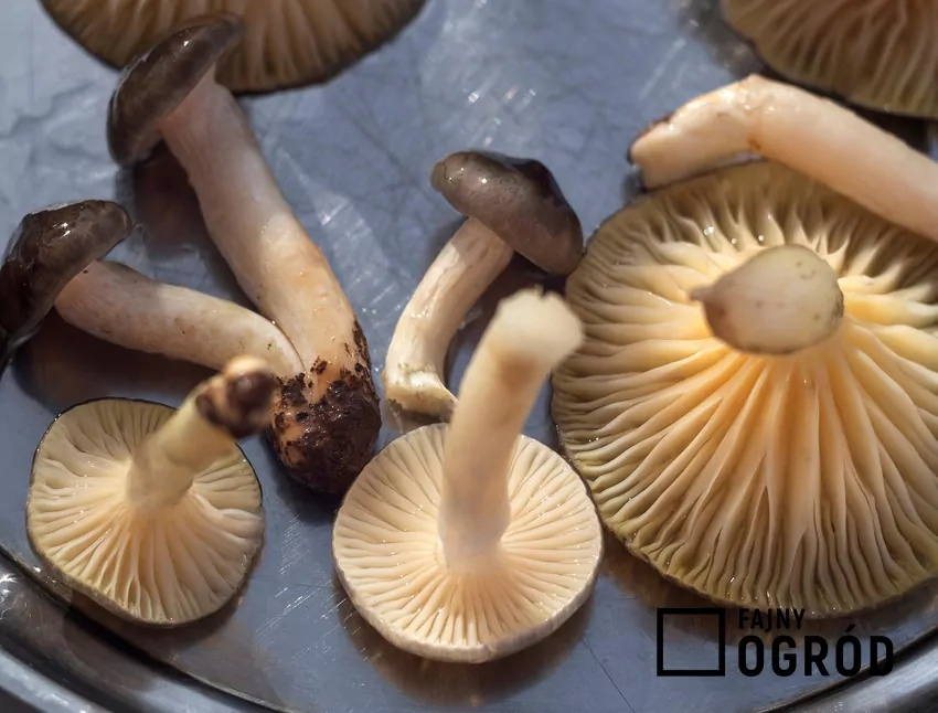 Wodnicha późna jest jednym z ostatnich grzybów w sezonie Wodnicha późna rozwija swoje owocniki dopiero po mroźnych nocach