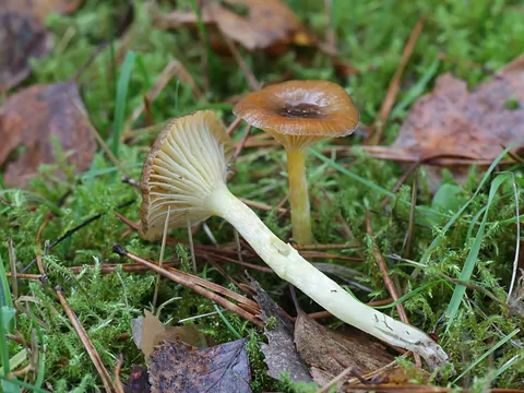 Grzyby w listopadzie