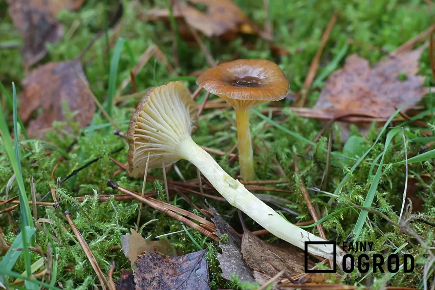 Wodnicha późna jest smacznym grzybem zimowym Mimo niewielkich wymiarów, wodnicha występuje zwykle w dużych grupach