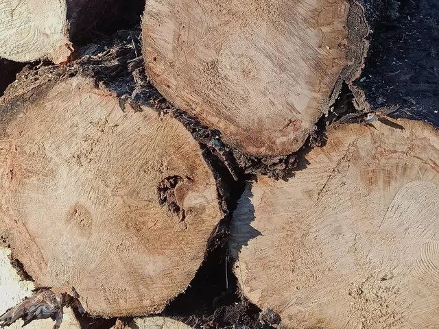 Samowyrób drewna - sposób na tani opał