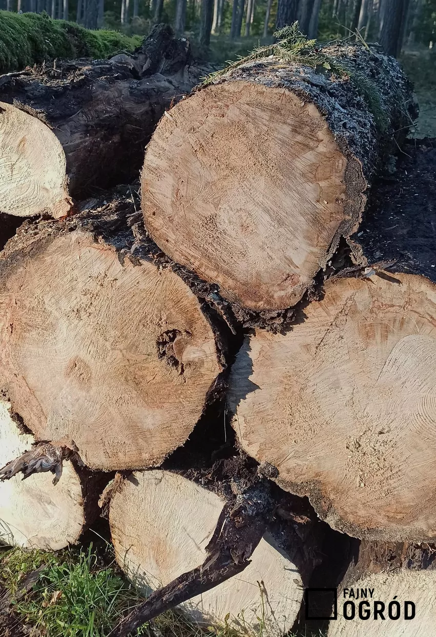 Drewno opałowe wykazuje wady niedopuszczalne dla drewna użytkowego