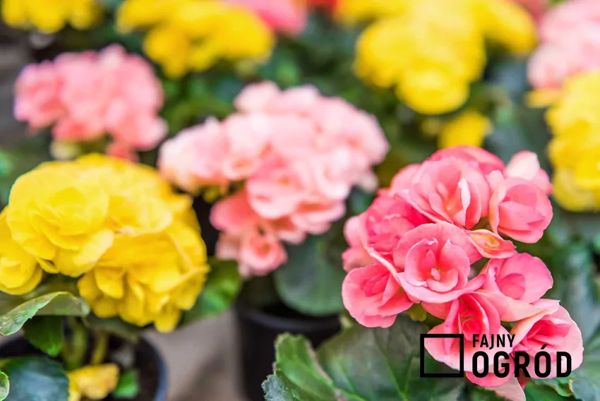 Begonia stale kwitnąca Begonia bulwiasta wyróżnia się pięknymi, pełnymi kwiatami w różnych kolorach. Tak jak begonia stale kwitnąca może być uprawiana w doniczkach.