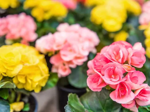 Begonia stale kwitnąca - uprawa i pielęgnacja