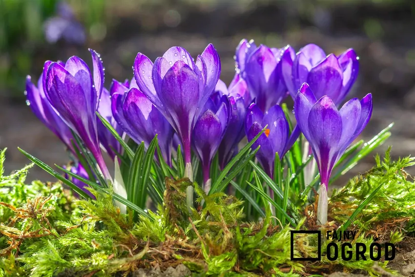 Krokusy na trawniku przepięknie się prezentują. Sadzenie jest bardzo proste. Pielęgnacja roślin nie jest trudna, a pięknie się prezentują wiosną