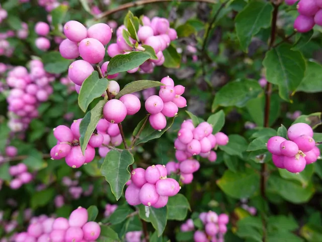 Śnieguliczka koralowa w ogrodzie