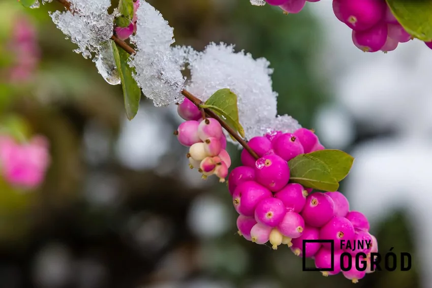 Pestkowce śnieguliczki koralowej stanowią efektowny akcent w zimowym ogrodzie