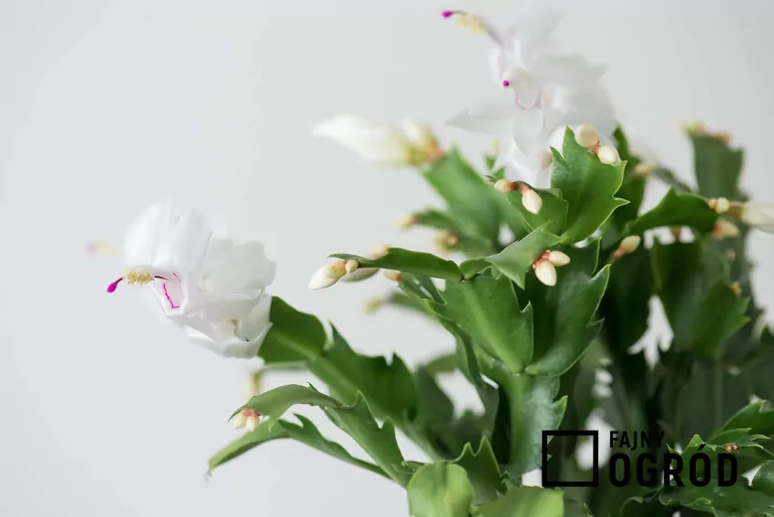 Grudnik o białych kwiatach