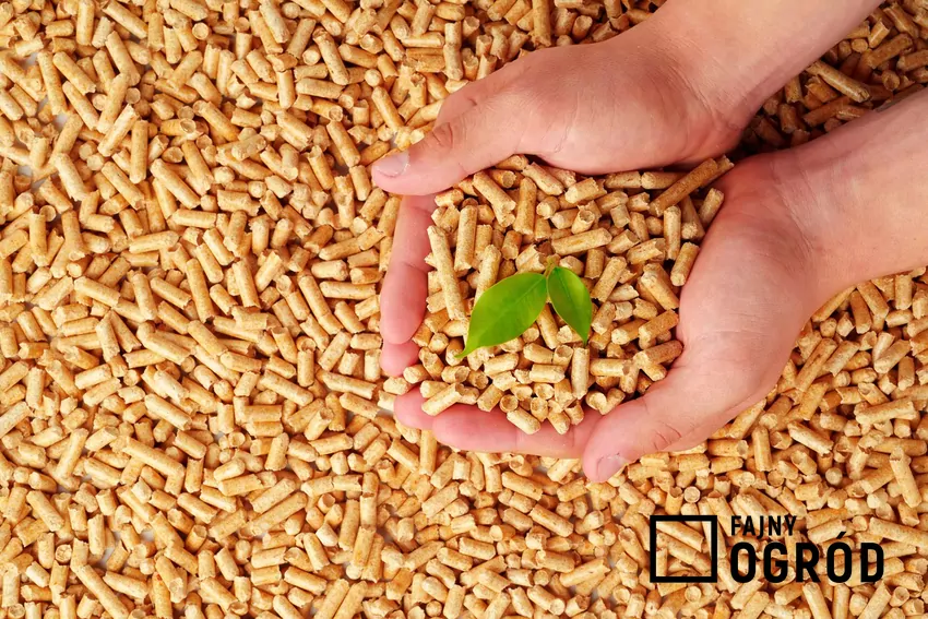 W odróżnieniu od popiołu z węgla, ten z pelletu jest zazwyczaj wolny od szkodliwych metali ciężkich Dłonie i pellet