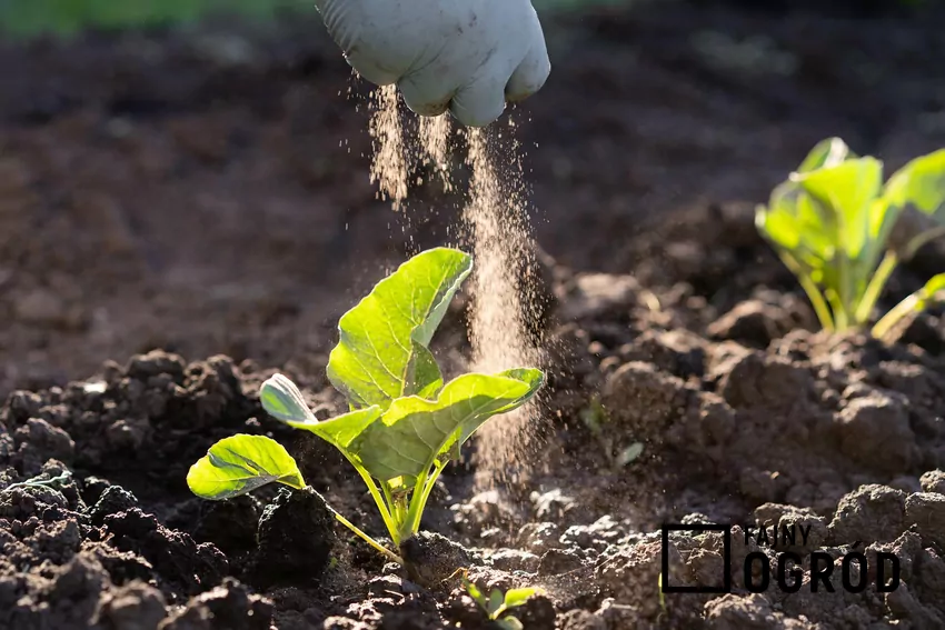 Pozostałości po spalaniu pelletu nie wymagają dodatkowych zabiegów ani specjalnego przygotowania, wystarczy rozsypać je wokół roślin Nawożenie roślin popiołem