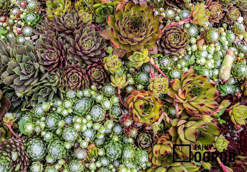 Wielka różnorodność odmian i mieszańców rojników pozwala tworzyć efektowne kompozycje pozwala na tworzenie efektownych kompozycji