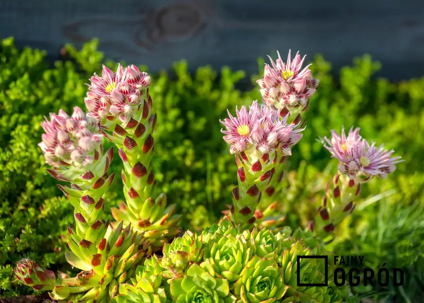 Efektowne, jaskrawe kwiaty stanowią dodatkową ozdobę rojników Rozeta, z której rozwinął się pęd kwiatowy, po przekwitnieniu zamiera