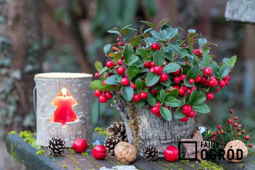 Zimowa dekoracja z gloterią w roli głównej