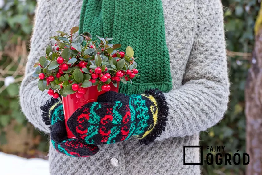 Gloteria w doniczce na święta