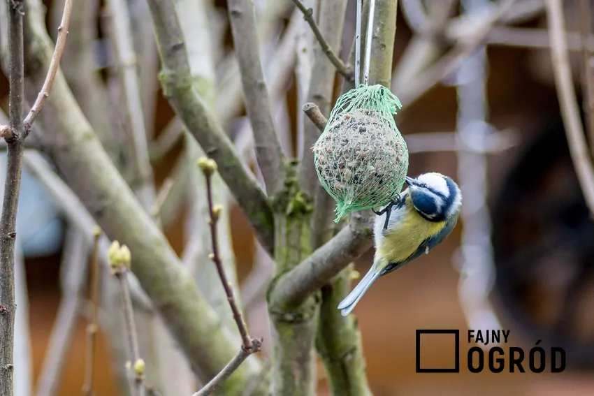 Sikorki jedzące kulę tłuszczową