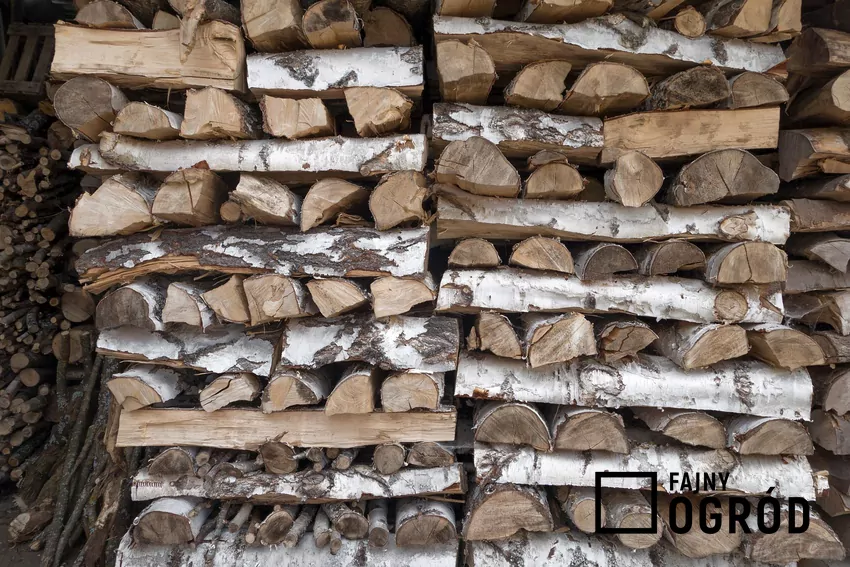 Drewno brzozowe doskonale nadaje się do kominka Korę brzozy można wykorzystać do rozpalania w kominku