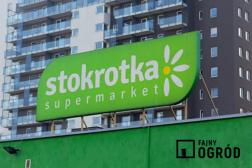 Stokrotka