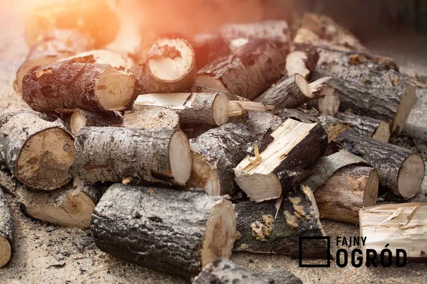 Drewno opałowe które niekoniecznie nadaje się do kominka Drewno topoli na opał