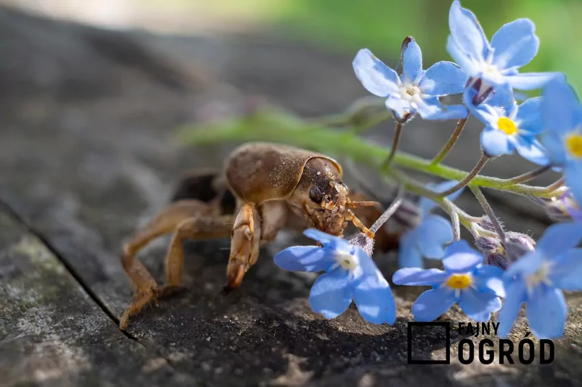Turkuć spędza większość życia w wykopanych przez siebie korytarzach i komorach