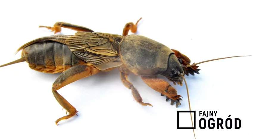 Mocna budowa ciała i pancerz turkucia podjadka przypominają postać z filmów horroru