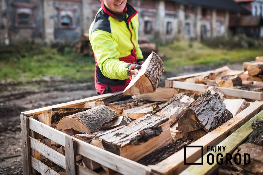 Kupując drewno z ogłoszenia, ryzykujesz niską kaloryczność opału Mężczyzna trzyma drewno opałowe