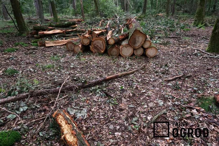 Prywatni sprzedawcy często oferują świeżo ścięte drewno, które nie nadaje się do natychmiastowego palenia Ścięte drzewa w lesie