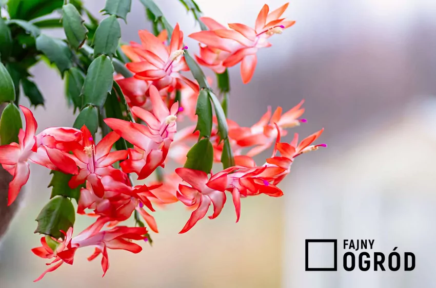 Grudnik zimą potrzebuje dodatkowego wsparcia, ponieważ kwitnienie wymaga dużej ilości energii Grudnik o czerwonych kwiatach